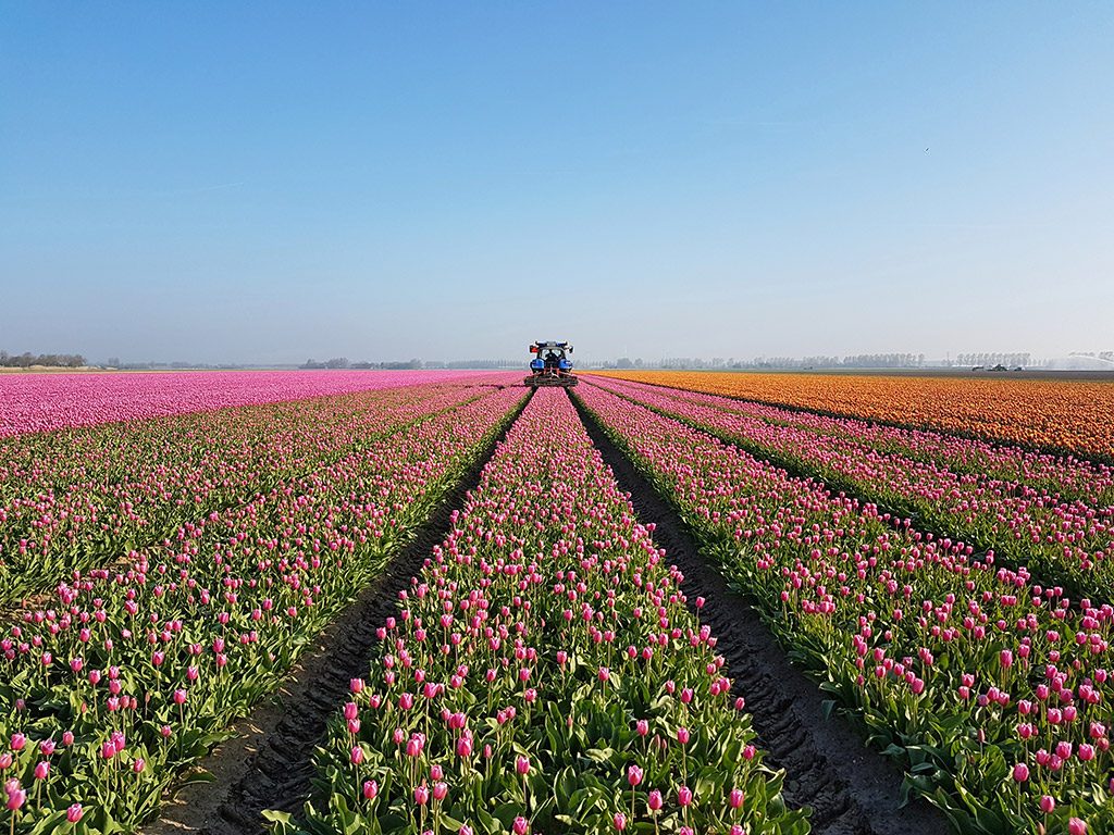 Prachtige gekleurde tulpenvelden op Goeree-Overflakkee