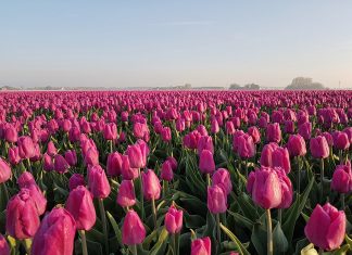 Tulpenroute op Goeree-Overflakkee in Zuid-Holland Prachtige tulpenvelden op Goeree-Overflakkee in Zuid-Holland