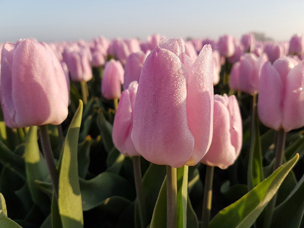 Ochtenddauw op deze roze tulpen in Oude-Tonge op Goeree-Overflakkee