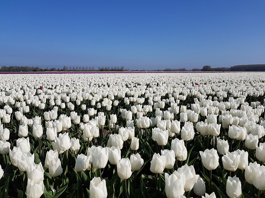 Witte tulpen bij Nieuwe-Tonge op Goeree-Overflakkee