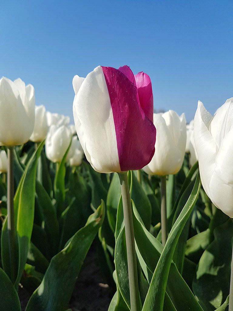 Tweekleurige tulp bij Nieuwe-Tonge op Goeree-Overflakkee