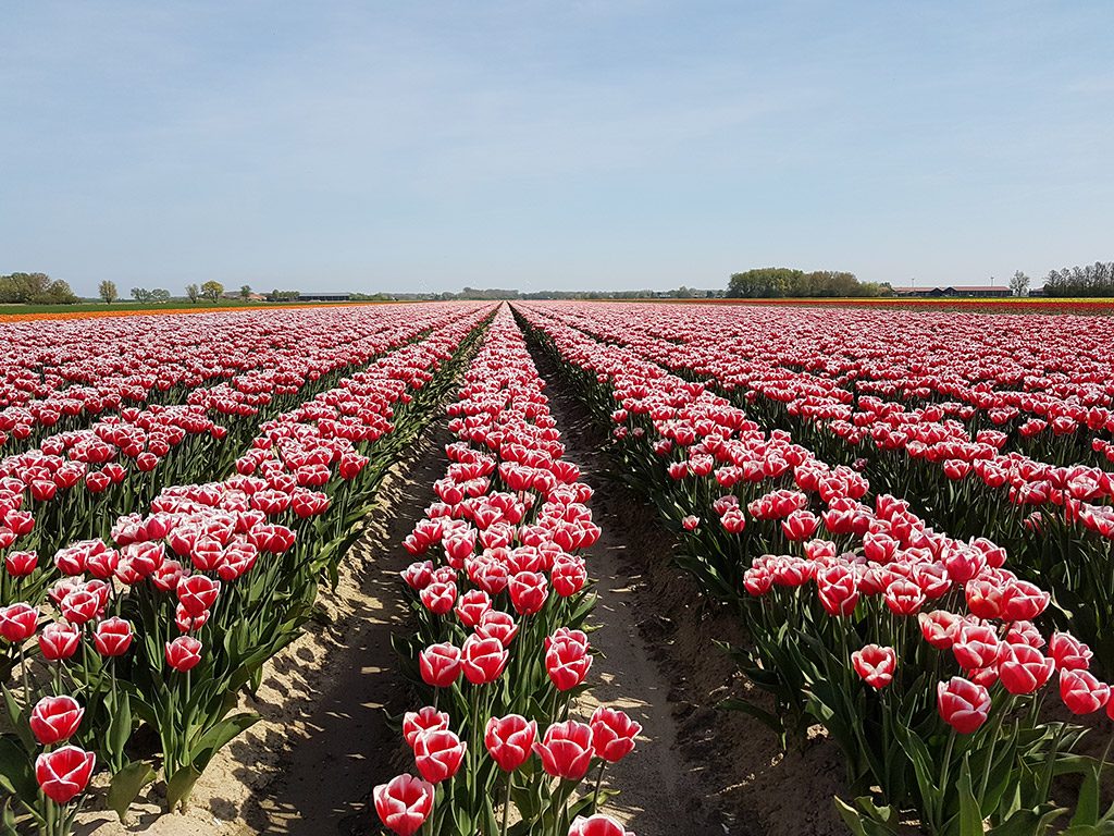 Rood met witte tulpen in Ooltgensplaat op Goeree-Overflakkee