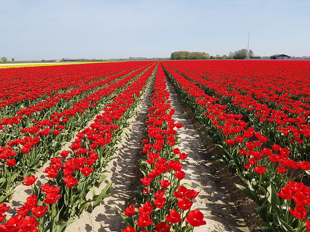 Prachtige rode tulpen in Ooltgensplaat op Goeree-Overflakkee