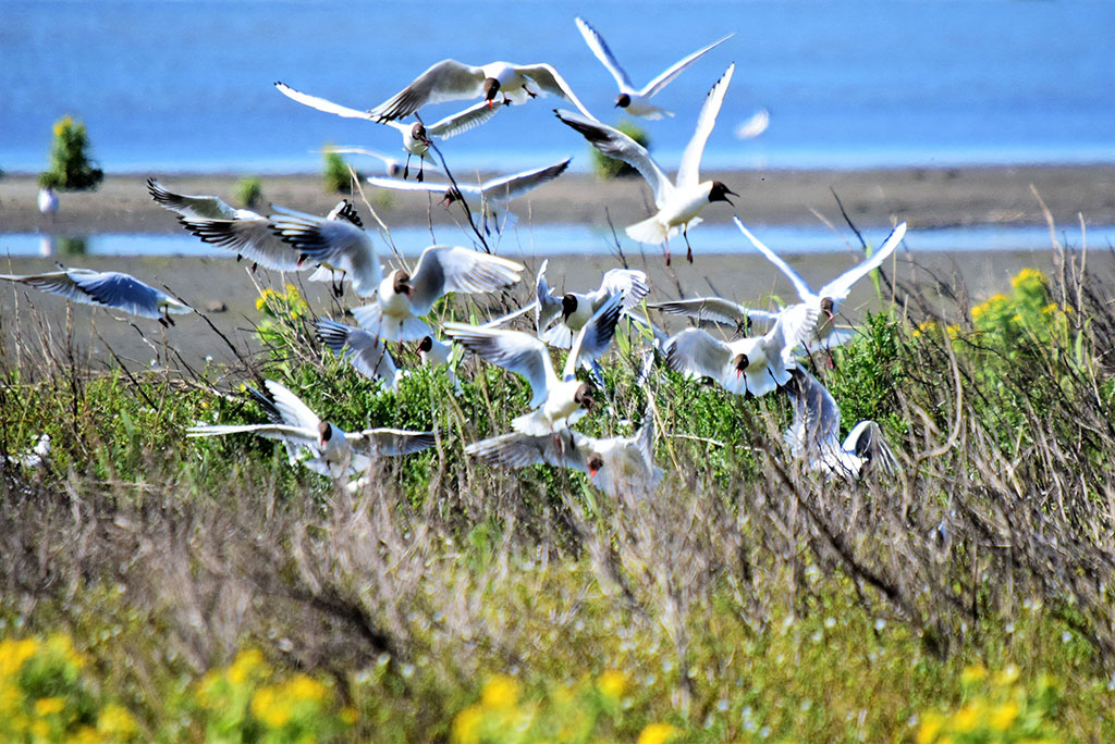 Landal Marker Wadden Natuur